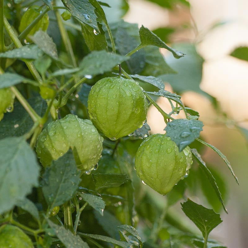 Hydroponic Seed - Blessings Grow Meadows