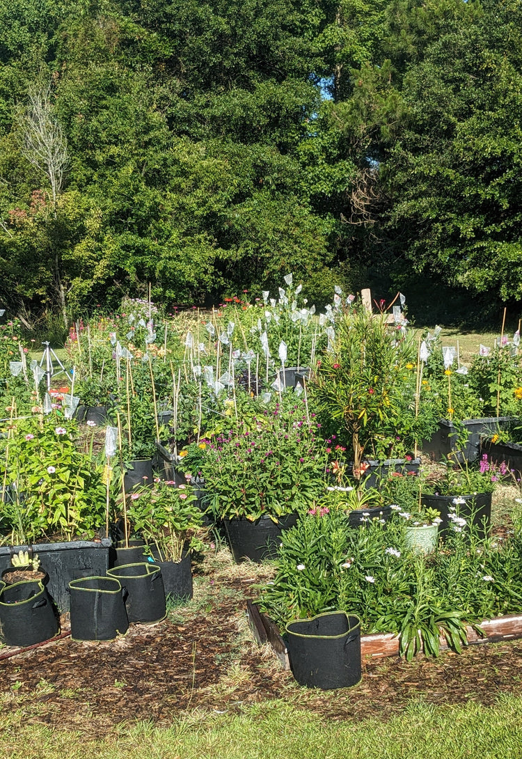 Garden in Full Bloom