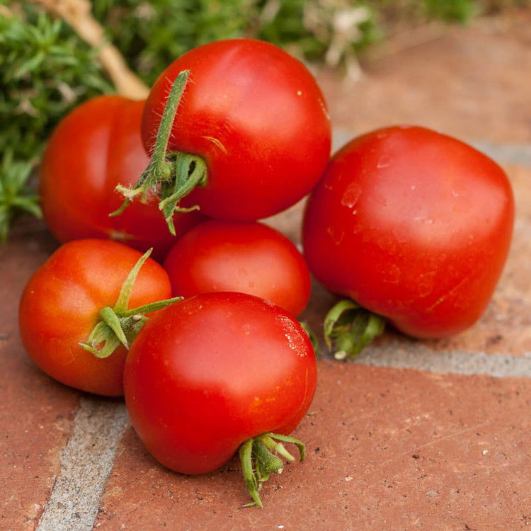 Tomato Seed - Blessings Grow Meadows