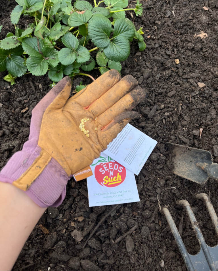 A gloved hand holds small seeds above soil, with a strawberry plant, a Seeds N Such packet, a trowel, and a garden fork nearby.