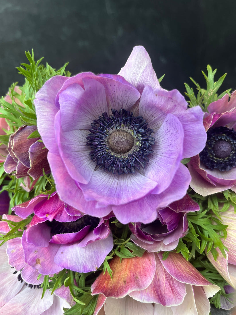 Sunny Meadows Flower Farm