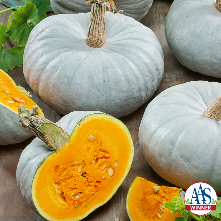 Pumpkin Seed