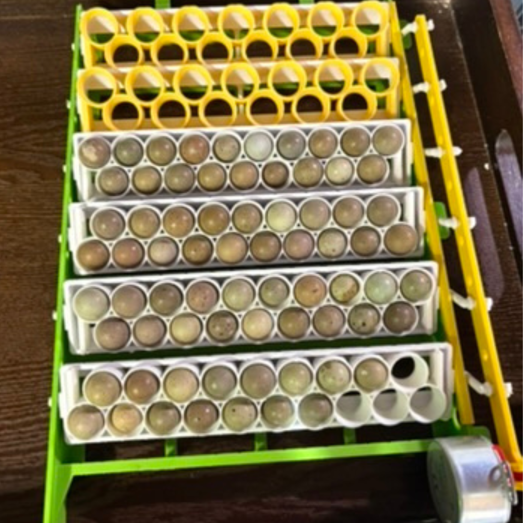 Standard and button quail egg rails for Cimuka and Hatching Time CT-Series incubators, used for proper egg positioning.