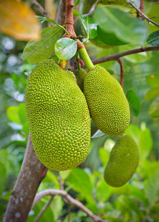 Young Jackfruit seedling from Sow Exotic, tropical fruit tree with lush green leaves and healthy roots visible in the image.