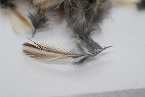 Quail rooster feathers for fly-fishing and craft projects, natural quail feathers with detailed barbs and vibrant coloration.