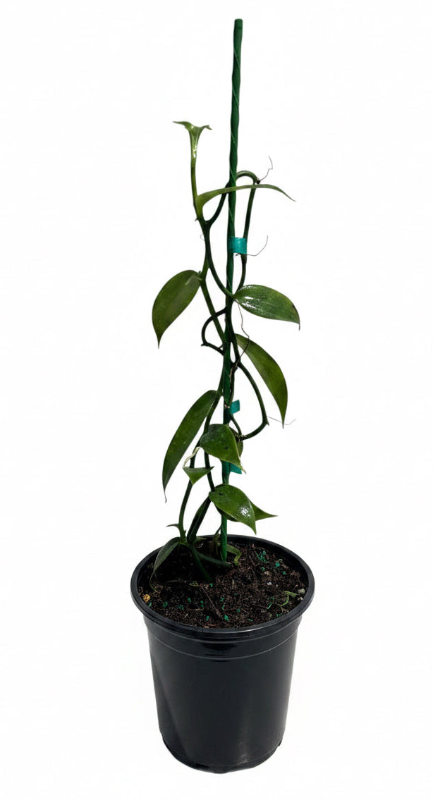 Vanilla Bean Orchid (Vanilla planifolia) tropical climbing vine with green leaves and vanilla bean pods, grown by Everglades Farm.