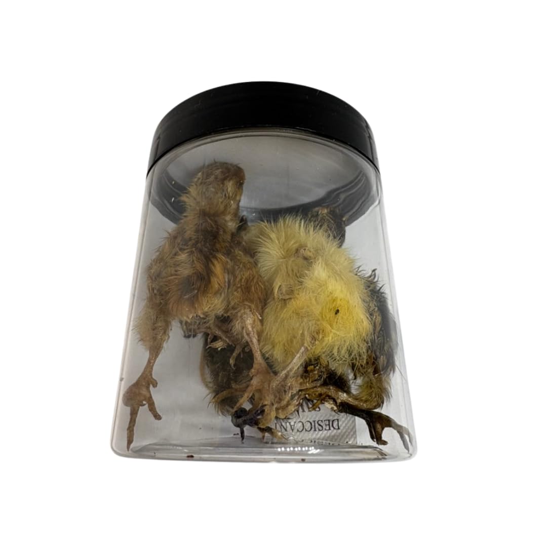 Whole freeze-dried quail for carnivore pets, natural prey feeding treat from Quailz.com, small size, 5-count pack