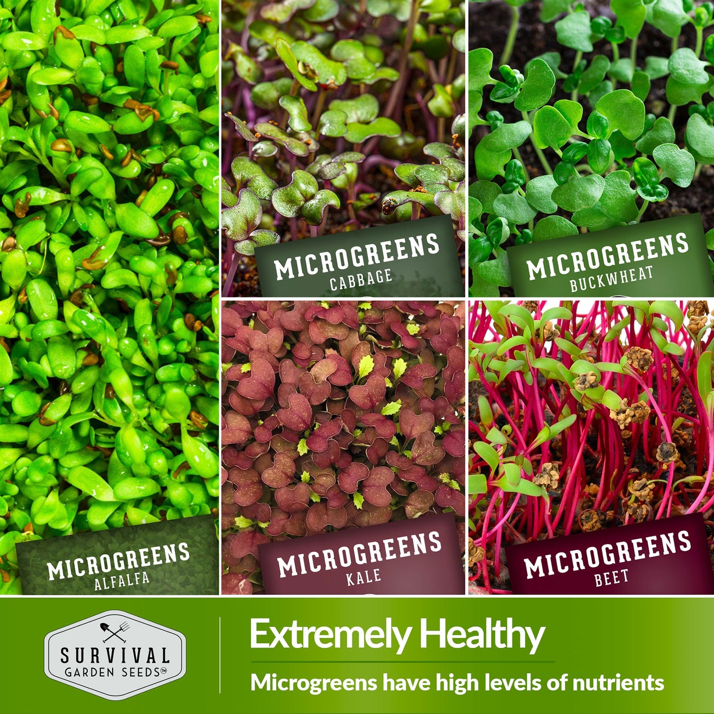 Assorted microgreens seeds pack with 10 varieties, non-GMO microgreens seeds for indoor sprouting and year-round nutrition.