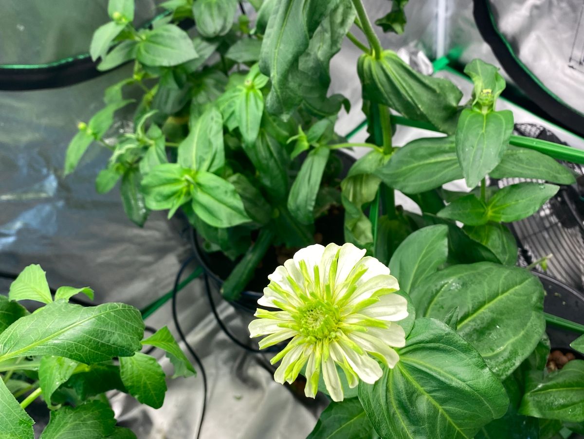 A cluster of vibrant green plants with a prominent white and green blossom at the center, set against a reflective backdrop. The plants appear lush and healthy, thriving in their environment.