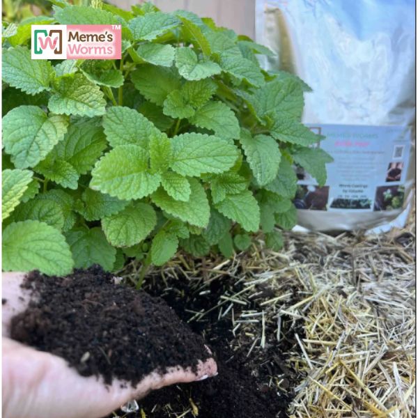 Earthworm Castings For Sale (SC)
