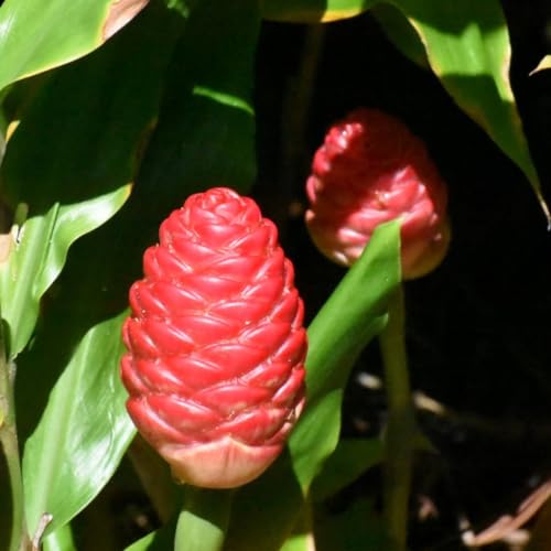 Hawaiian Awapuhi Shampoo Ginger Plant Rhizomes Starter Kit with 2 rhizomes for cultivating shampoo ginger in gardens.