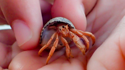 Organic hermit crab food with quail egg shells, nutritious and calcium-rich treats for hermit crab shell growth and balanced diet.