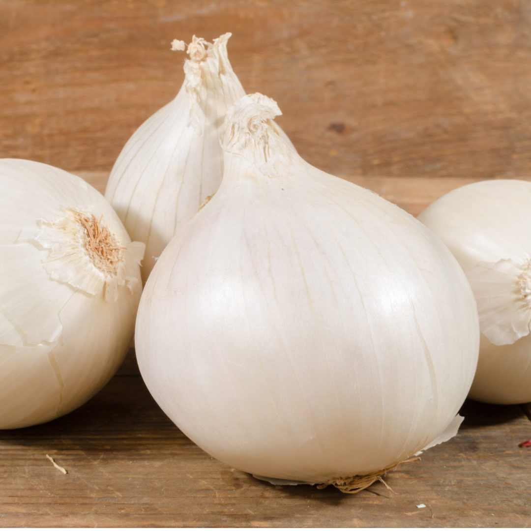 White Spanish onion plants by The Farm On Central, healthy long day onion seedlings ready for planting.