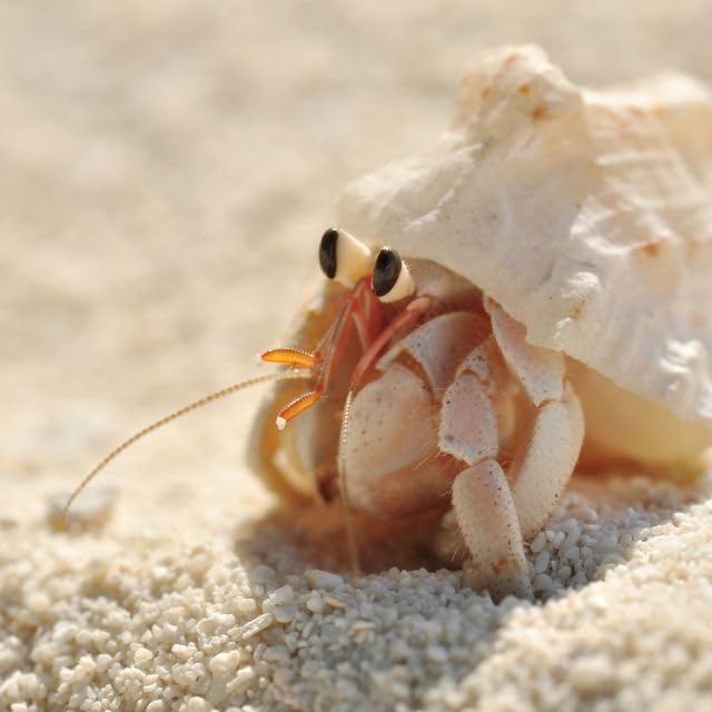 Organic hermit crab food with quail egg shells from Quailz.com, showing nutritious treats and calcium-rich diet for shell growth.