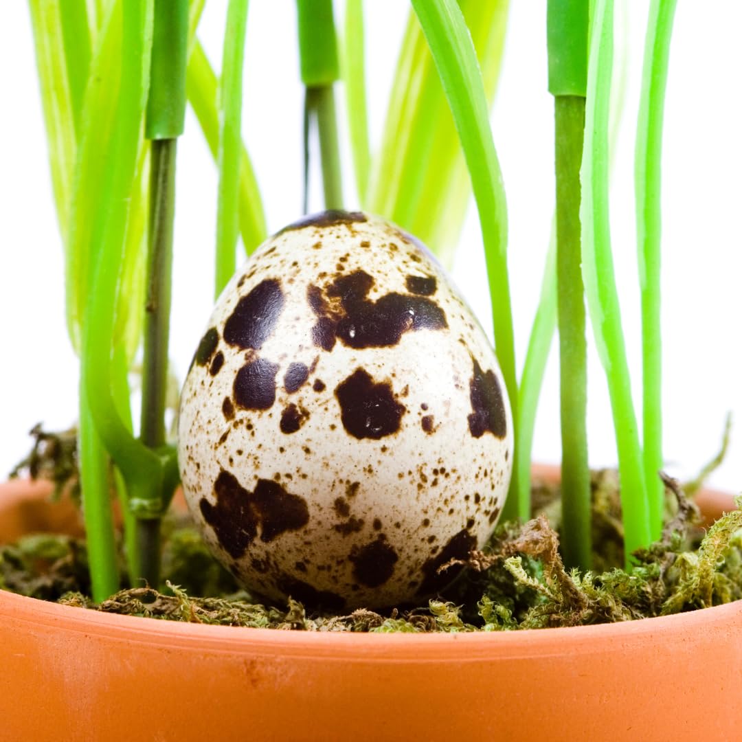 Set of 10 cleaned hollow quail eggs with empty shells, ideal for crafts and decorative projects, by Quailz.com.