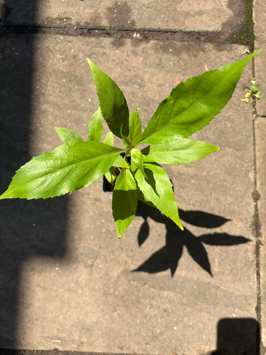 Steep Hill Garden Belize Sage live plant (Salvia miniata) with vibrant red flowers and green foliage, suitable for zones 9–11.