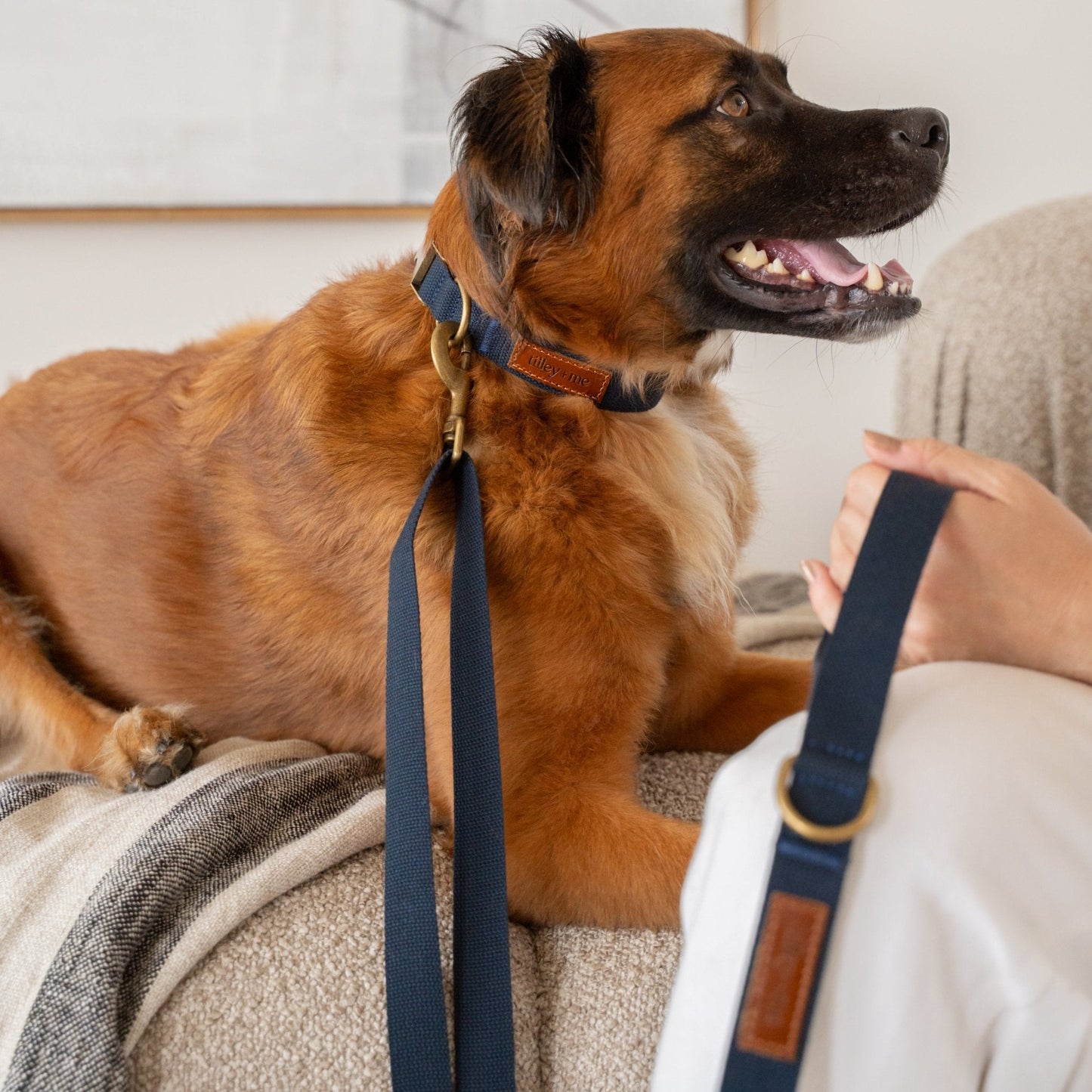 Soft hemp cotton dog collar by Tilley + Me, adjustable, durable, lightweight, and sustainable for comfortable pet wear.