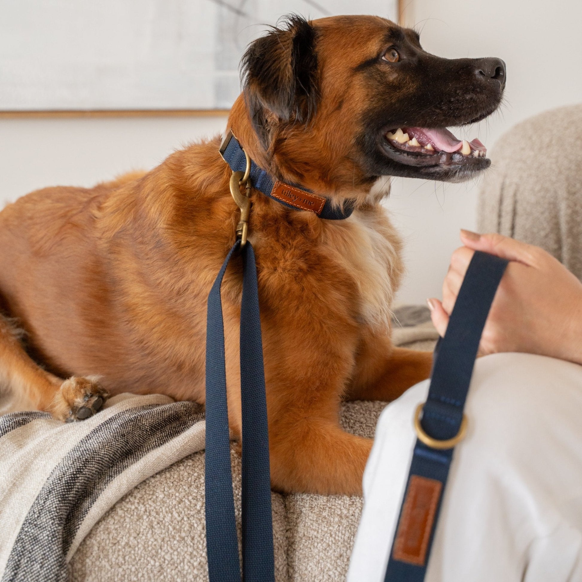 Soft hemp cotton dog collar by Tilley + Me, adjustable, durable, lightweight, and sustainable for comfortable pet wear.