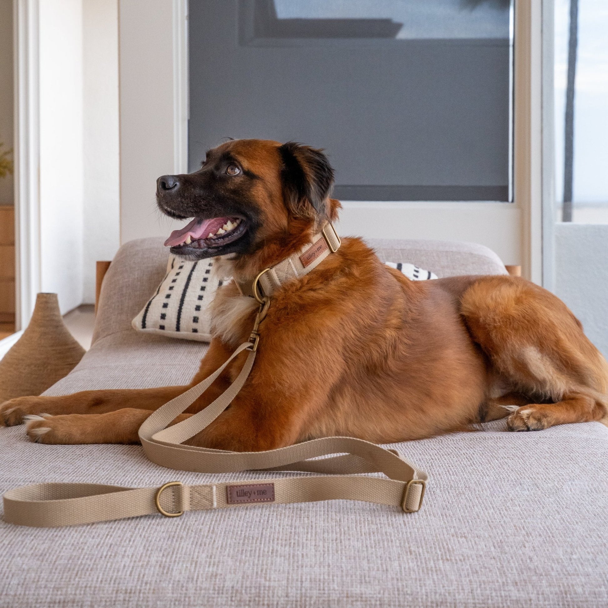 Lightweight hemp cotton dog collar from Tilley + Me, adjustable, soft, durable, and sustainable for comfortable pet wear.