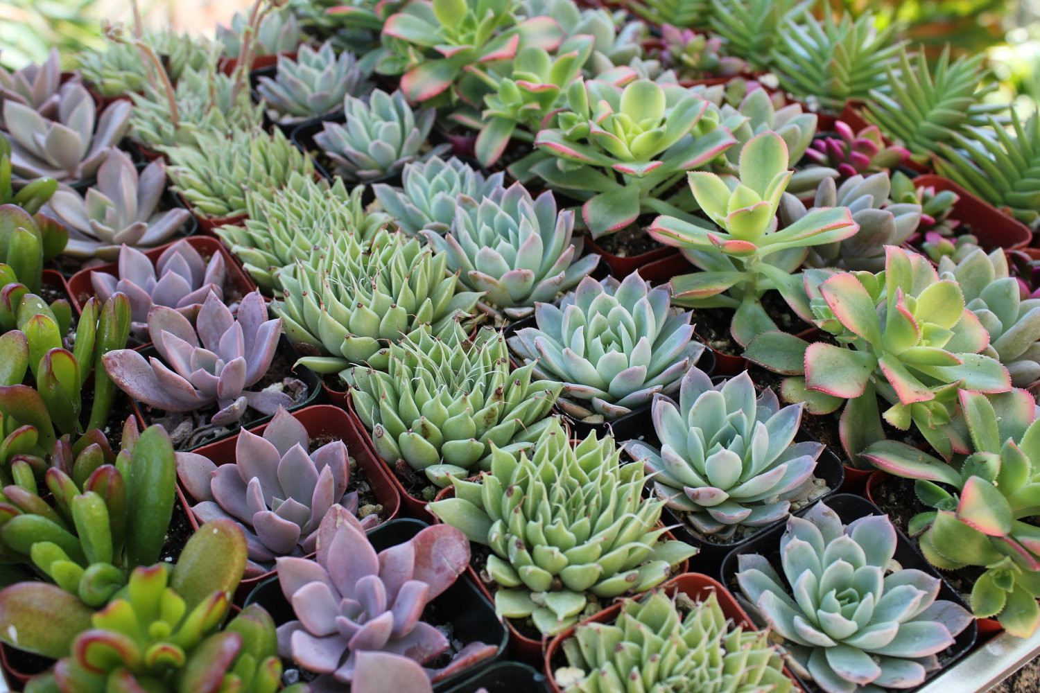 Two small succulent wedding favors from The Succulent Source, perfect for wedding gift favors, with green rosette-shaped leaves.