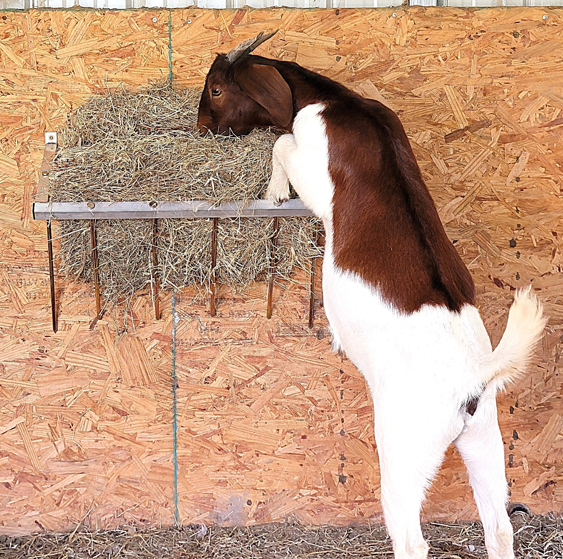 24-inch wall-mounted sheep and goat hay feeder made of durable aluminum, suitable for fences, stalls, and pens.