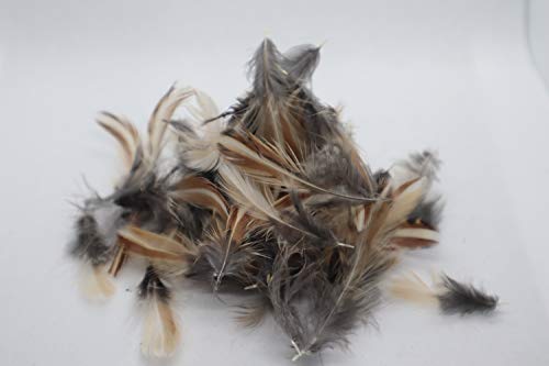Quail rooster feathers for fly-fishing and crafts, natural quail feathers with soft, vibrant plumage.