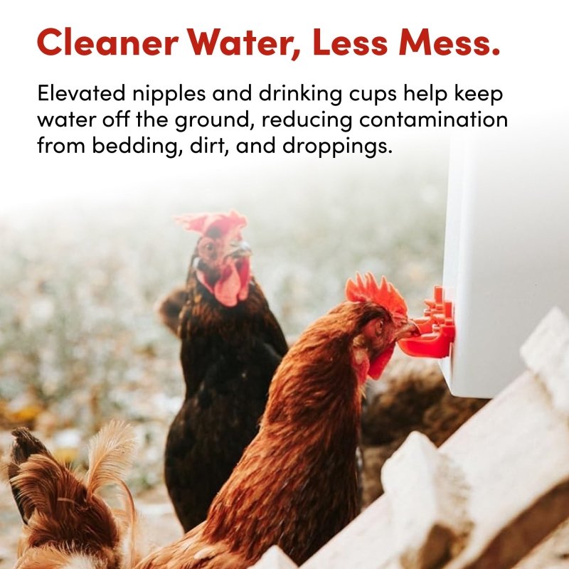 RentACoop 2-gallon highrise chicken waterer with auto-fill cups and horizontal nipples for clean, easy watering of poultry.