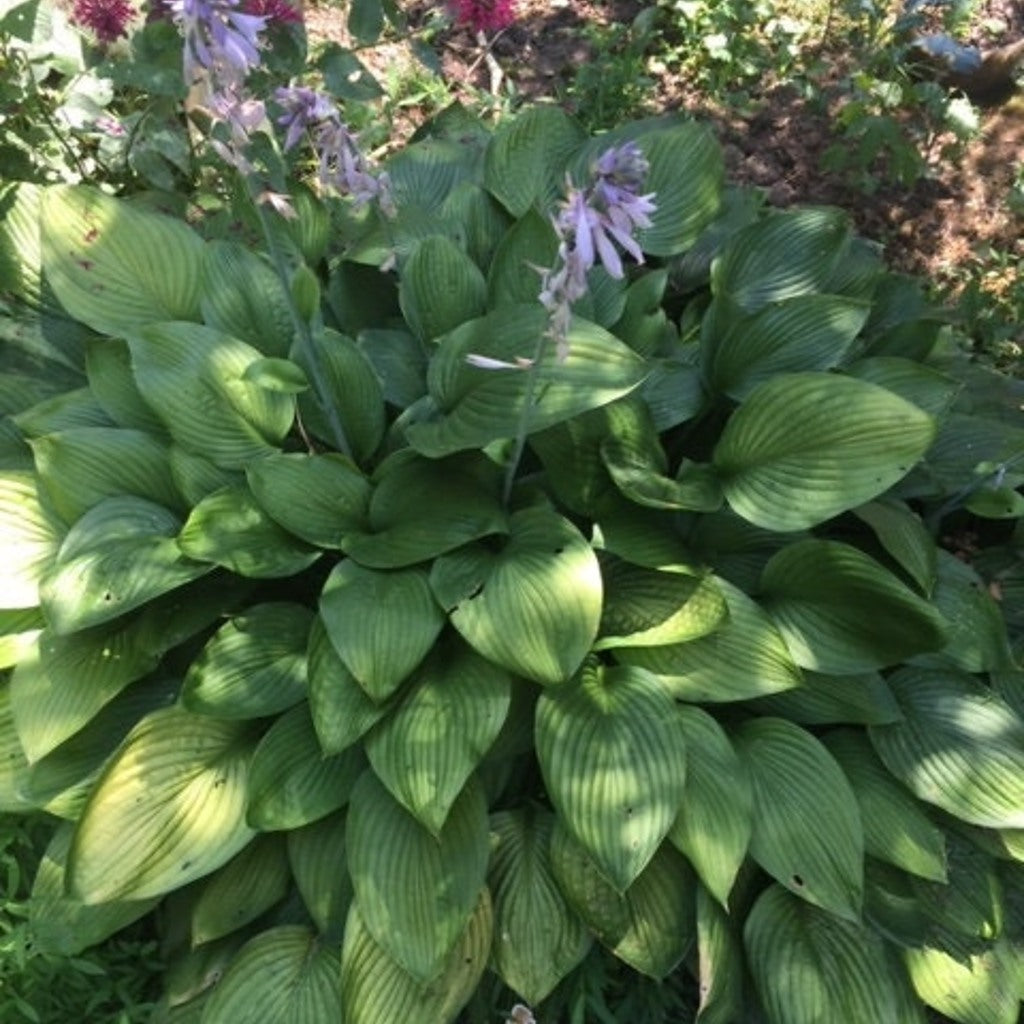 Purple Flowering Hosta - Lavender Blooms, Shade Loving Perennial, Zones 3-9