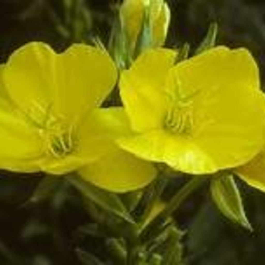 Common Evening Primrose live plant by Steep Hill Garden, showing green foliage and budding flowers, pollinator-friendly, zones 3-11.