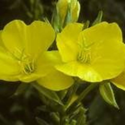 Common Evening Primrose Live Plant (Oenothera biennis) – Native Biennial, Pollinator-Friendly, Zones 3–11