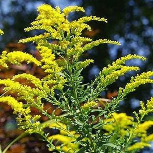 Goldenrod Solidago Altissima seeds from Steep Hill Garden, pollinator-friendly perennial with stratification for germination.