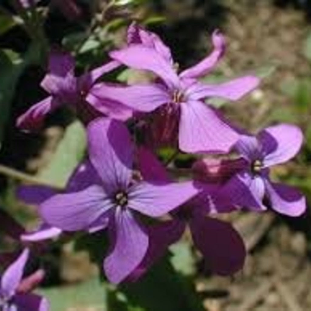 Money Plant Seeds (Lunaria annua / Honesty) – 25 Seeds, Dried Flower, Self-Seeding Biennial, Zones 5–9