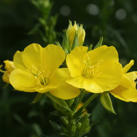 Common evening primrose seeds from Steep Hill Garden, 100 native perennial seeds in small seed packets, suitable for zones 3-11