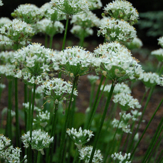 Garlic chive seeds from Steep Hill Garden, perennial edible herb Allium tuberosum, showing individual seed packets and plant illustrations.
