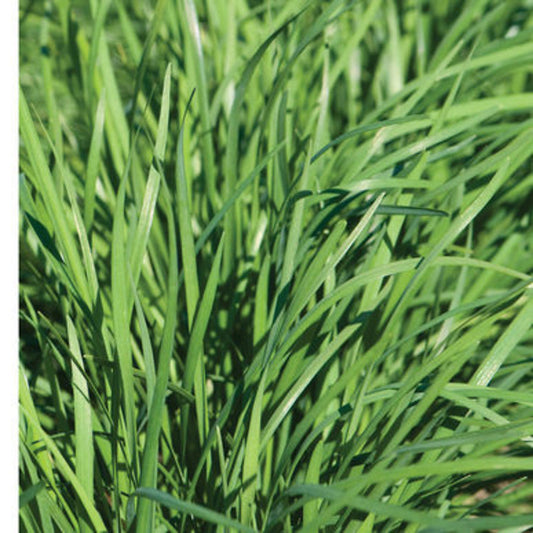 Garlic chive seeds from Steep Hill Garden, Allium tuberosum, perennial edible herb, about 250 seeds for zones 3–9.