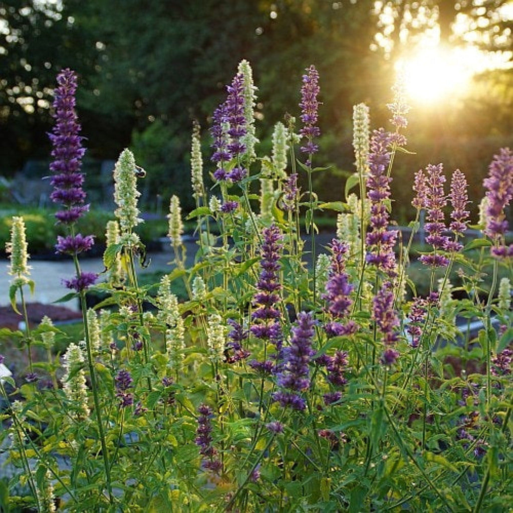 Anise Hyssop Live Plants (Agastache rugosa) – White & Purple Mix, Deer Resistant Perennial, Zones 4–9