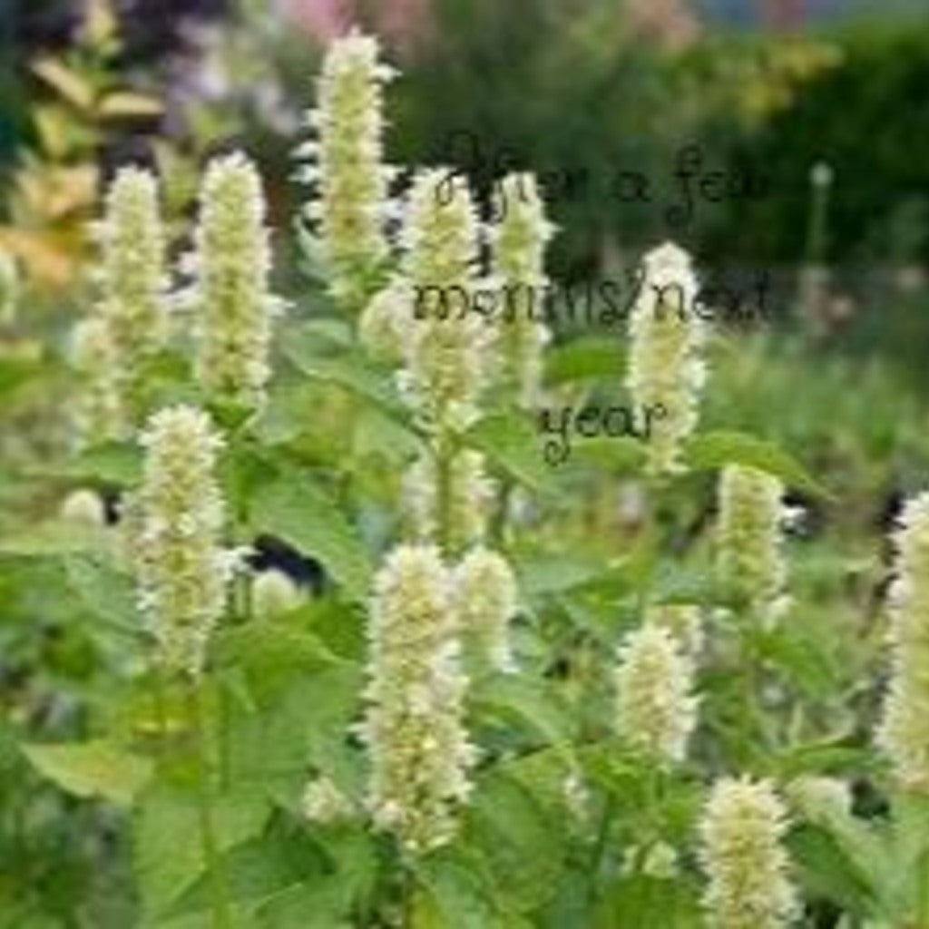 Anise Hyssop Live Plants (Agastache rugosa) – White & Purple Mix, Deer Resistant Perennial, Zones 4–9
