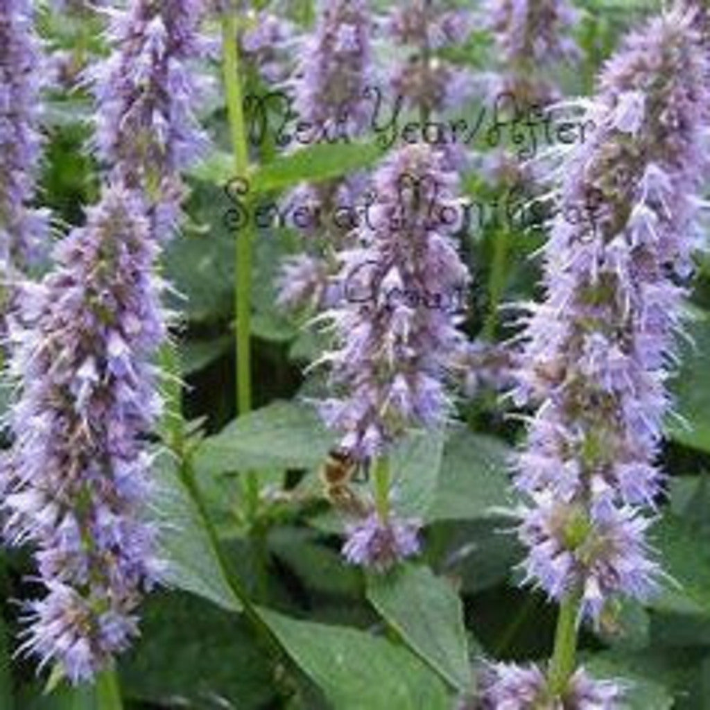 Anise Hyssop Live Plants (Agastache rugosa) – White & Purple Mix, Deer Resistant Perennial, Zones 4–9