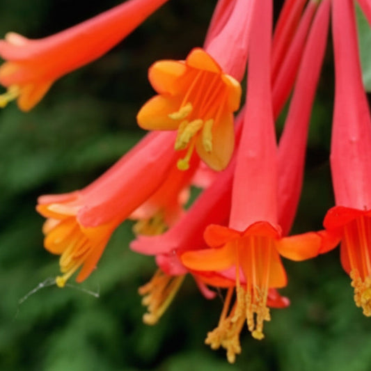 Native Coral Honeysuckle live plant by Steep Hill Garden, showing vibrant coral flowers and lush green foliage, hummingbird vine.
