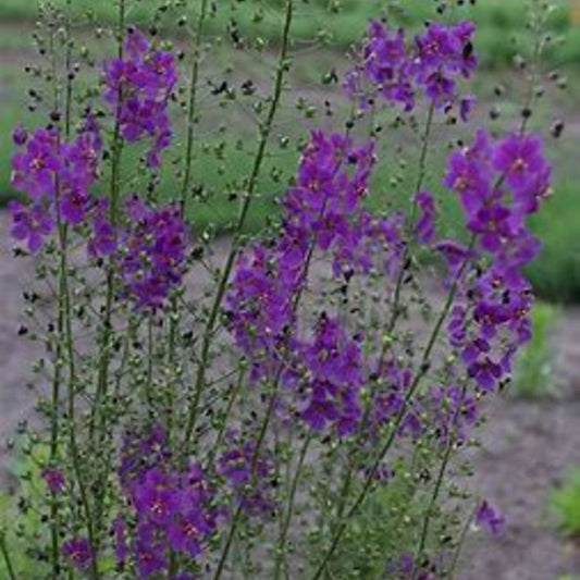 Purple Mullein 'Violetta' live plant with deep purple spikes, drought-tolerant perennial in a garden setting.
