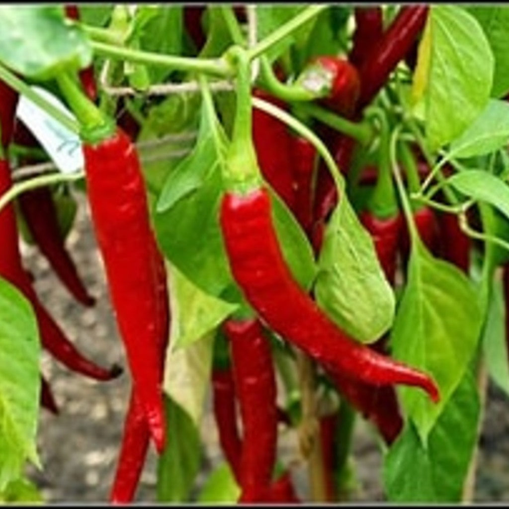 25 Ring of Fire Pepper Seeds - Annual Vegetable, Full Sun, Spicy Cayenne