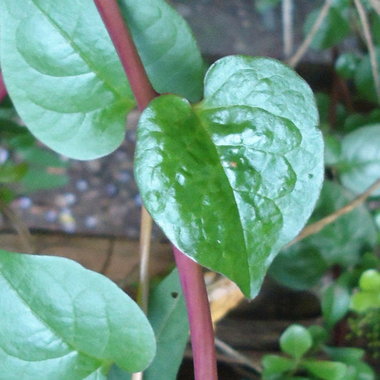 Red Malabar Spinach live plant, a heat-loving edible climbing vine with vibrant red stems and lush green leaves from Steep Hill Garden.