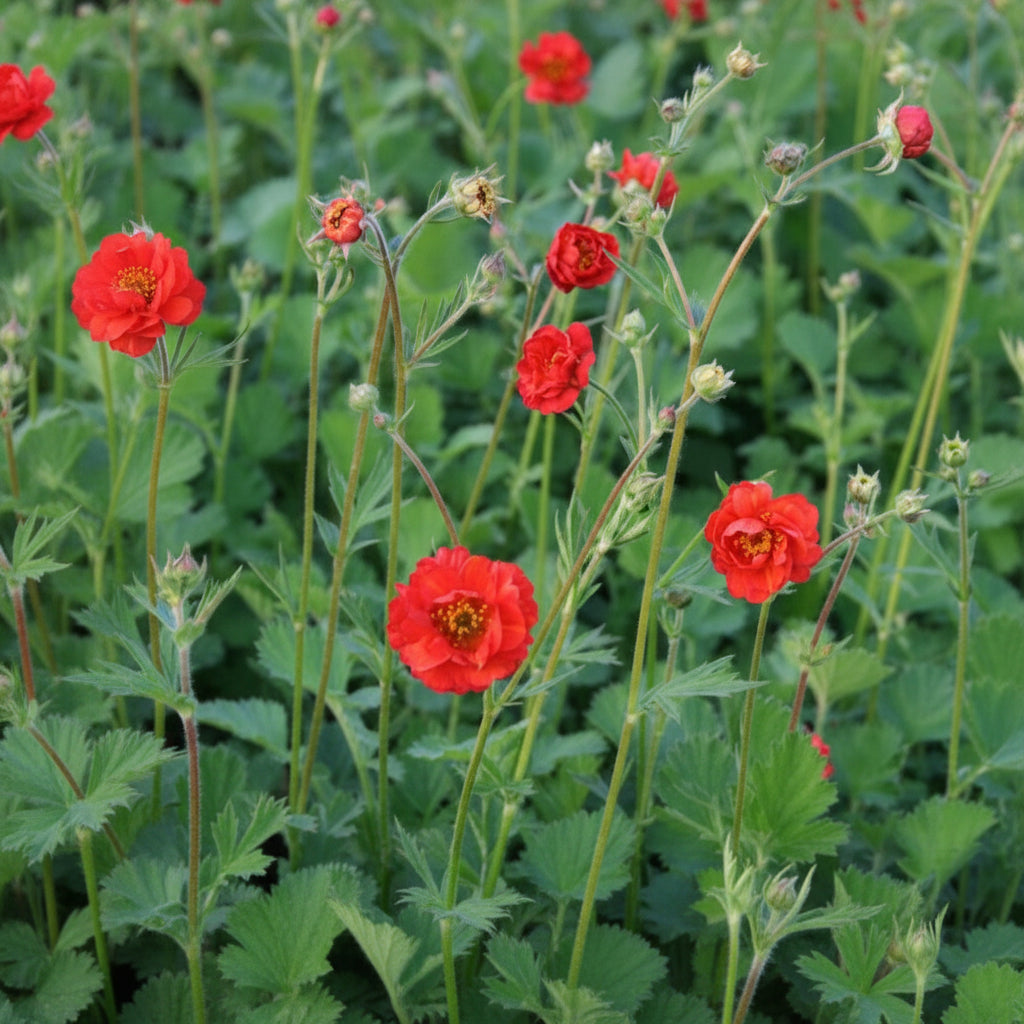 Steep Hill Garden Geum 'Mrs. J. Bradshaw' perennial plant with semi-double red blooms, suitable for USDA zones 4-10.