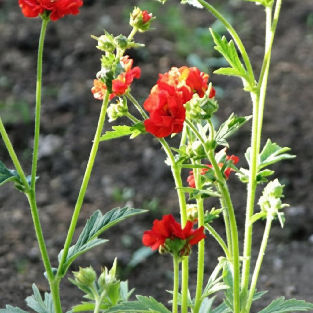 Steep Hill Garden Geum 'Mrs. J. Bradshaw' perennial plant with semi-double red flowers, suitable for zones 4-10.