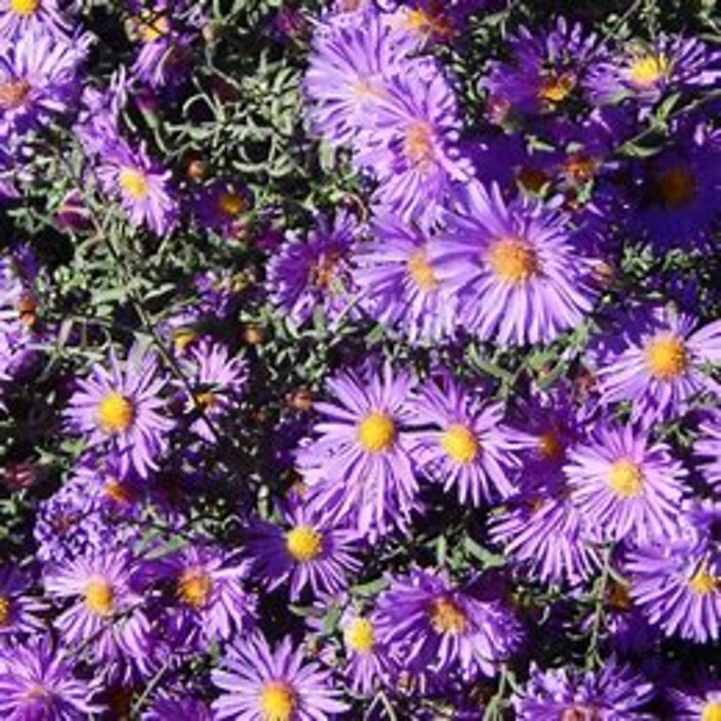 New England Aster Seeds - Native Fall Bloomer, Pollinator-Friendly, 100 Count