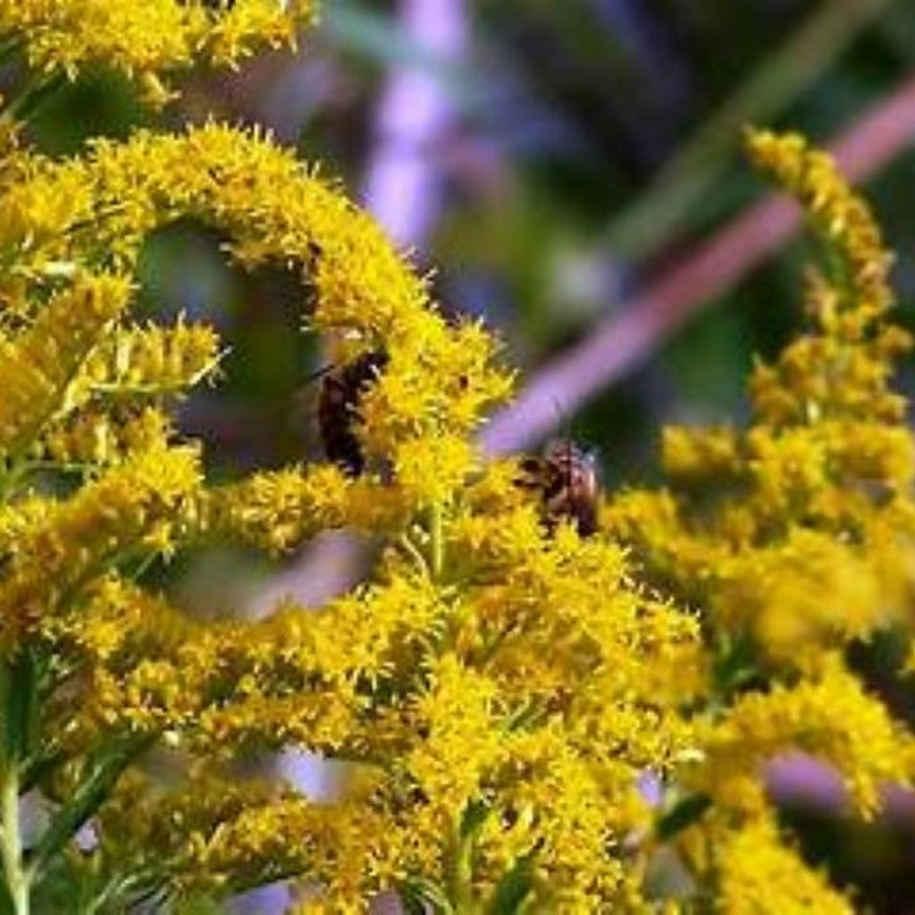 Goldenrod Solidago Altissima seeds in a packet, ready for stratification, pollinator-friendly perennial plant seeds by Steep Hill Garden