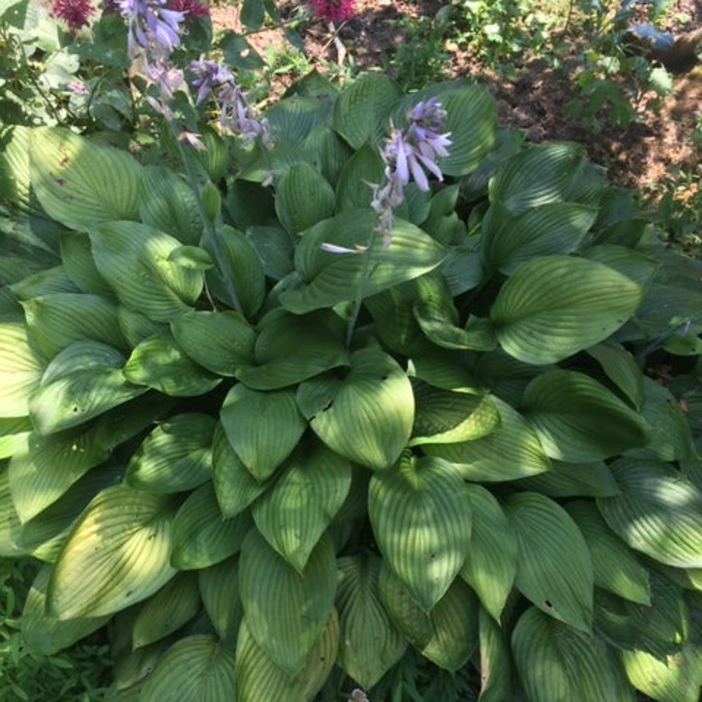 Purple Flowering Hosta - Lavender Blooms, Shade Loving Perennial, Zones 3-9