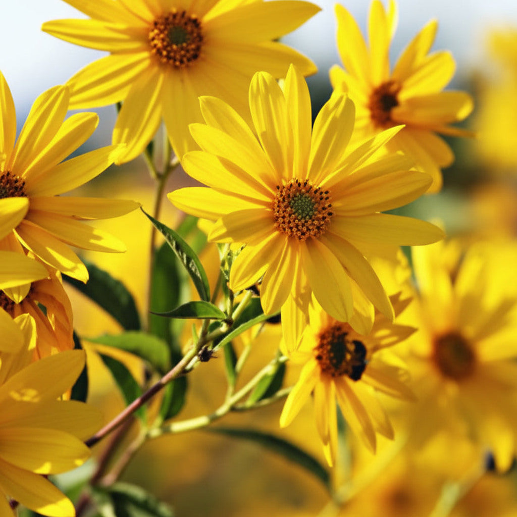 Jerusalem Artichoke (Helianthus tuberosus) Live Plants – Sunchoke, Edible Perennial, Zones 4–9