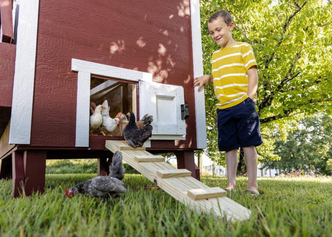 Large OverEZ Chicken Coop for up to 15 chickens, featuring spacious design, wooden structure, and secure nesting areas.