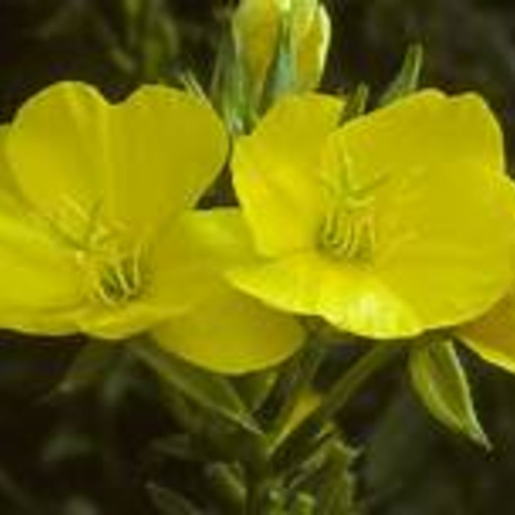 Common Evening Primrose live plant with green leaves and tall stems, native biennial flowering plant from Steep Hill Garden.